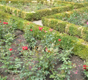 Spaziergang durch den Rosengarten in Bamberg
