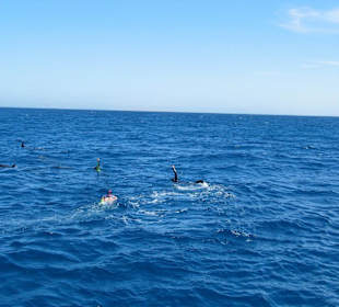 Schwimmen mit Delfinen