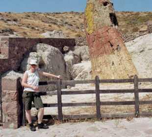 Exemplar im versteinerten Wald