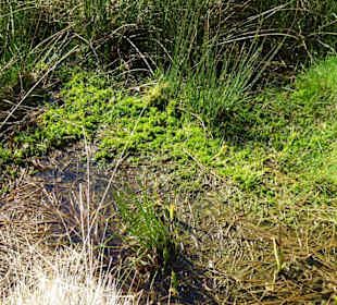 Impressionen aus der Gellener Torfmöörte