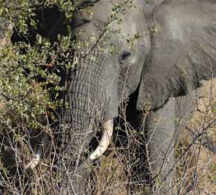 Krüger Nationalpark