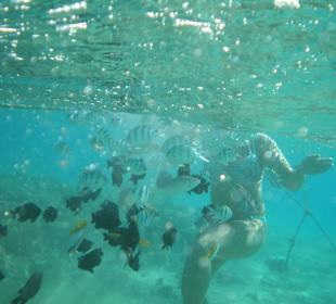 Schnorcheln Makadi Bay