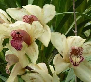 Im Tropical Garden: prachtvolle Orchideen