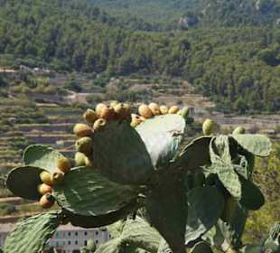 Serra de Tramuntana