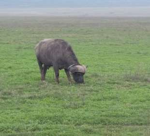Ngorongoro Krater