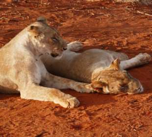 Safari Tsavo Ost 2018