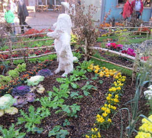 Chrysanthema Lahr