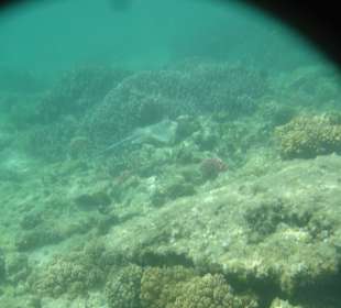 Blaupunktstechrochen