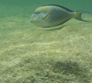 Im Knietiefen Wasser