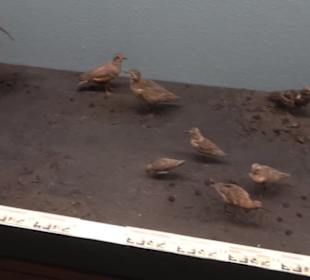 Museum für Naturkunde