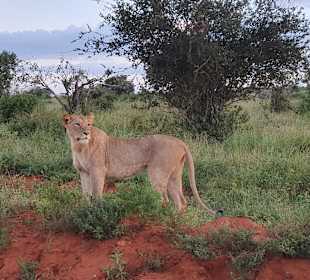 Tsavo Ost und West Safari