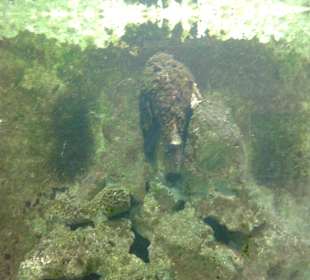 Aquarium in Hurghada