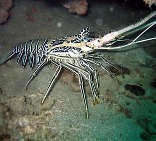 Tauchen bei Racha Island