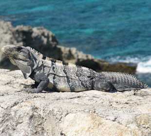 Isla Mujeres