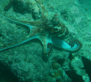 Oktopus