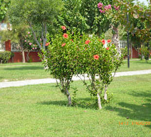 Promenade am Strand, schöne Blume