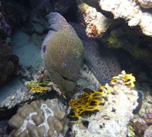 Schnorcheln Hurghada