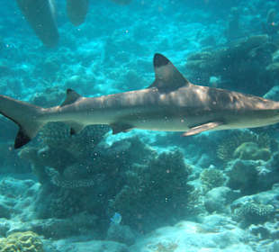 Schwarzspitzenhai
