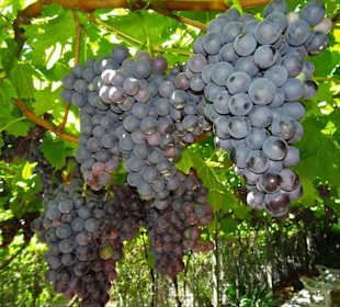 Trauben am Tappeinerweg