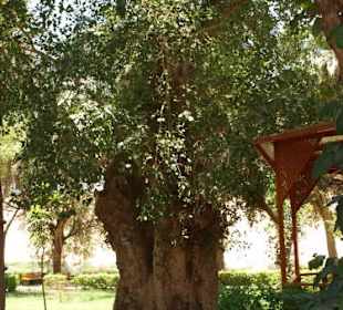 Botanischer Garten in Assuan