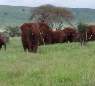 Sarova Salt Lick Game Lodge
