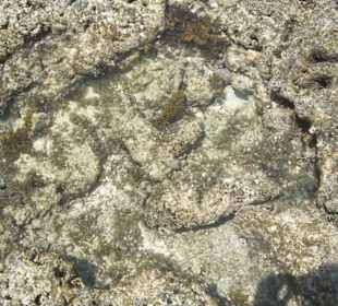 Ausflug Glasbodenboot Diani Beach