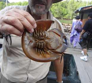 Einer der ältesten Erdbewohner
