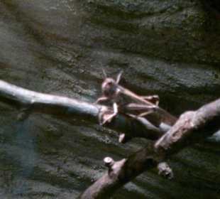Zoo Brno
