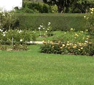 Rosengarten Botanischer Garten