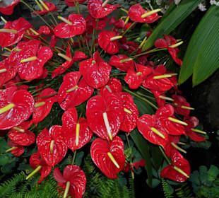 Impressionen vom Blumenfestival in Funchal