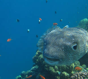 Unterwasserwelt Hausriff Arabia Beach
