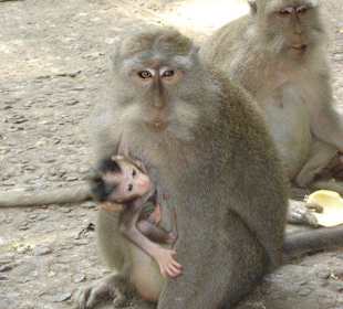 Bewohner des Affenwaldes