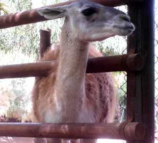 Oasis Park - Fuerteventura