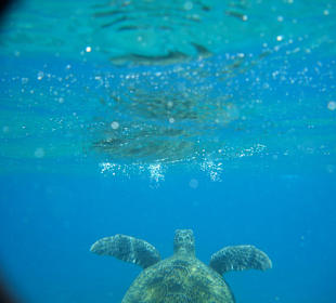 Hotel Hilton Marsa Alam Nubian Resort