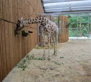 Im Giraffenhaus