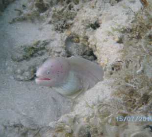 Muräne in der Badewanne