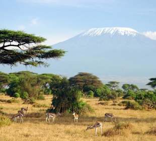 Kilimanjaro