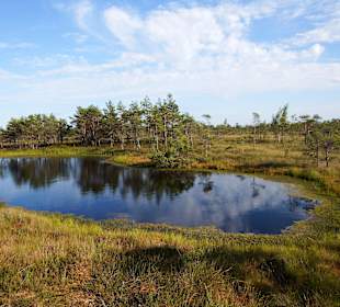 Bohlenweg durchs Kemeru-Moor