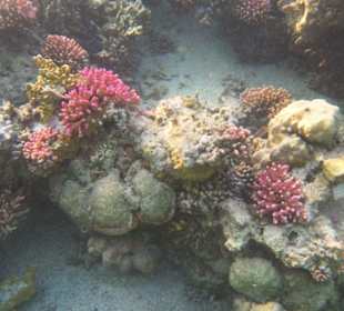 Coral
