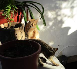  Kloster Paleokastritsa