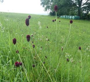 Bei der Rundwanderung Extratour Kuppenweg