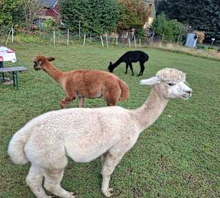 Alpakas auf der Wiese