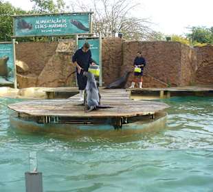 Fütterung der Seelöwen