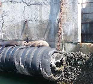 Robben / Seehunde auf Autoreifen