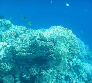 Schnorcheln Sharm El Naga
