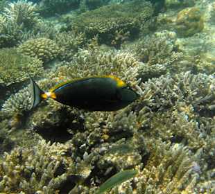 Hotelstrand, Riff, Gelbklingen Doktorfisch