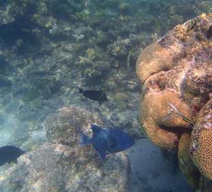 Gehen Sie unbedingt schnorcheln!