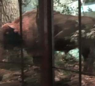 Naturhistorisches Museum