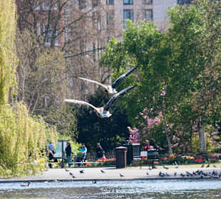 Regent's Park birds