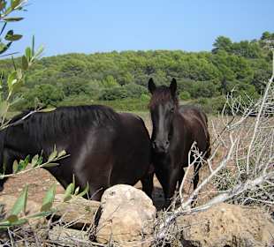 Pferdekoppel am "Camis de Cavalls"